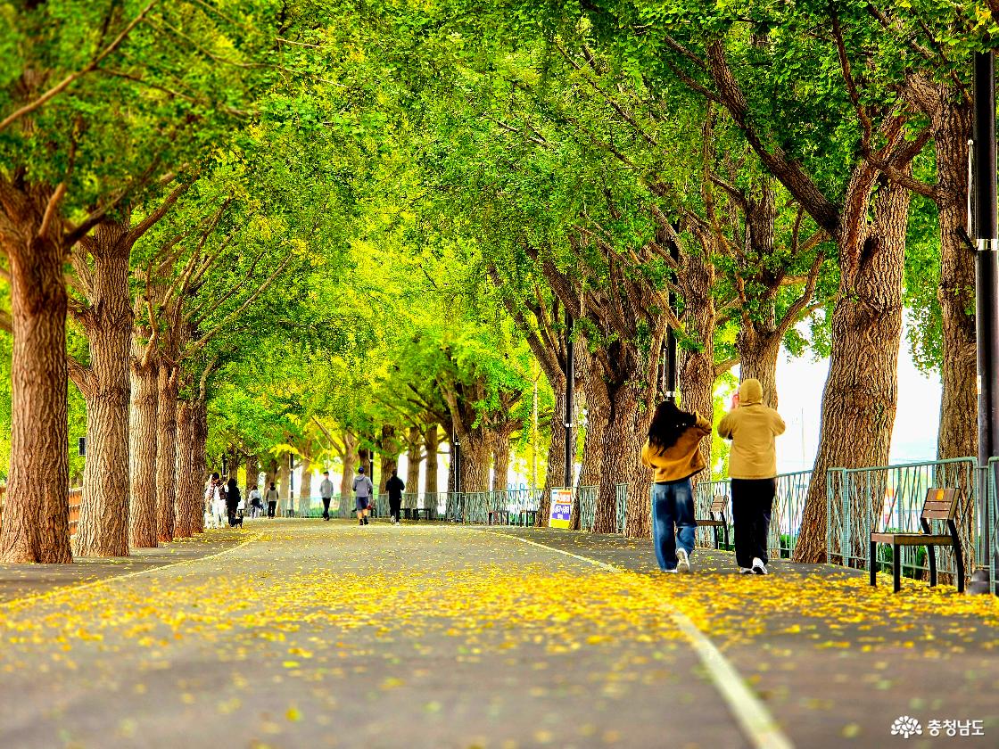 11월 8일에 방문했던 곡교천 은행나무길