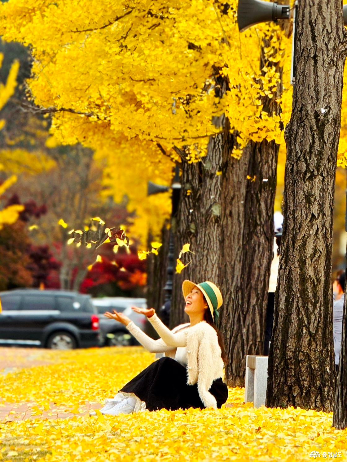 은행잎 던지기 놀이