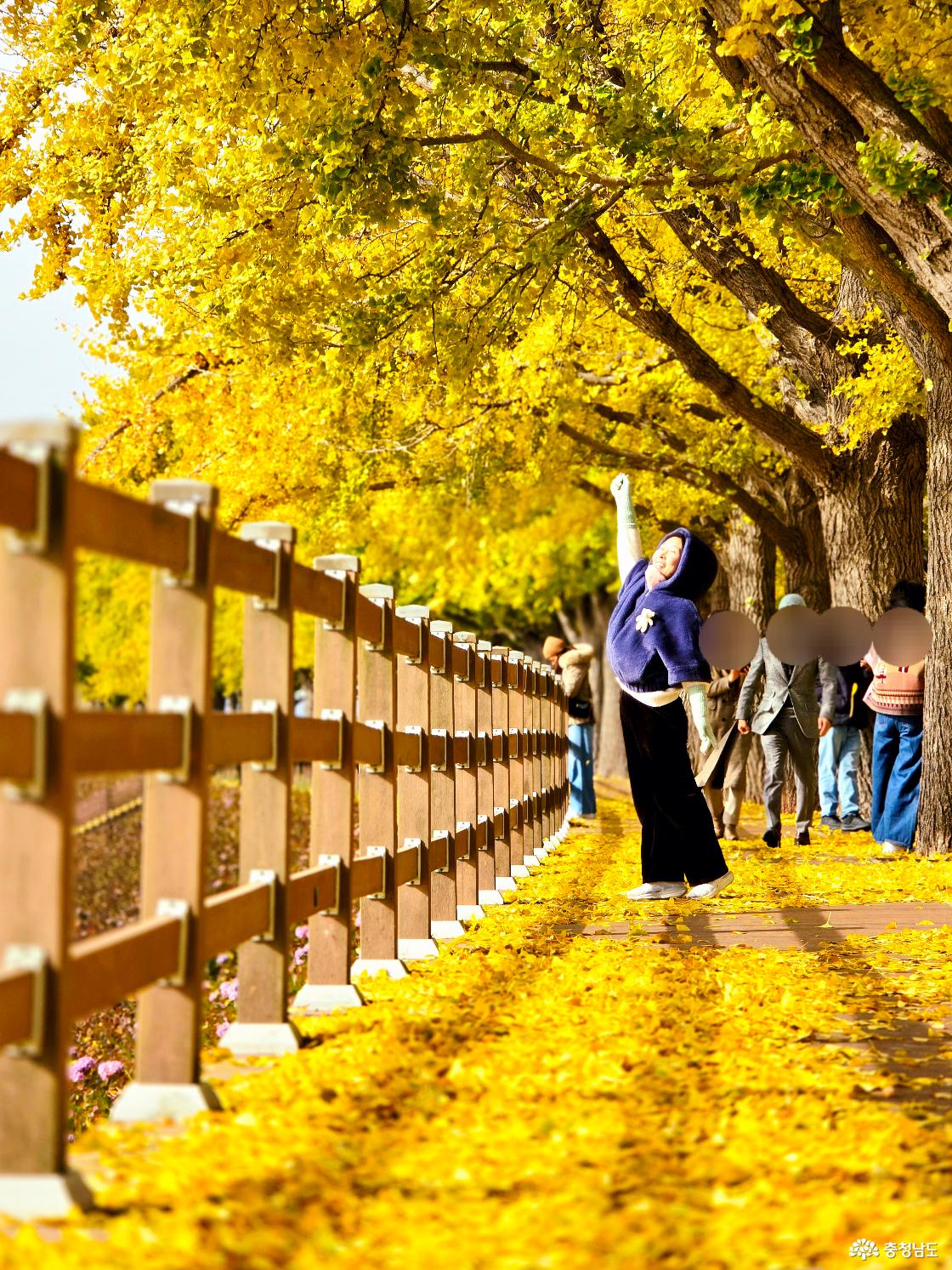 샛노랗게 물든 곡교천은행나무길 