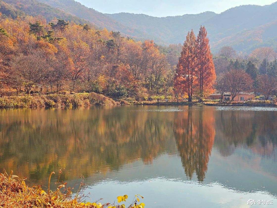 가을빛으로 물든 산과 나무들이 잔잔한 저수지에 그대로 반사된 풍경이다. 호숫가에는 붉게 물든 큰 메타세쿼이아 나무 두 그루가 서 있고, 오른쪽에는 작은 건물이 보인다. 전체적으로 고요하고 따뜻한 가을 분위기가 감돈다