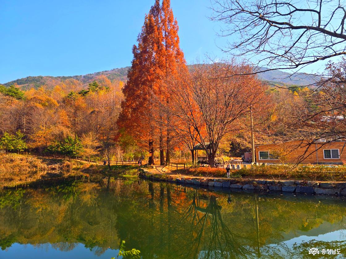 &ldquo;맑은 가을 하늘 아래, 붉게 물든 큰 메타세쿼이아 나무와 앙상한 가지의 나무들이 저수지 물가에 서 있다. 저수지 수면에는 나무들의 모습이 선명하게 반사되고, 오른쪽에는 나무로 지어진 작은 건물이 자리하고 있다. 주변은 따뜻한 햇살에 물든 가을 풍경으로 고요하고 평온한 분위기다.