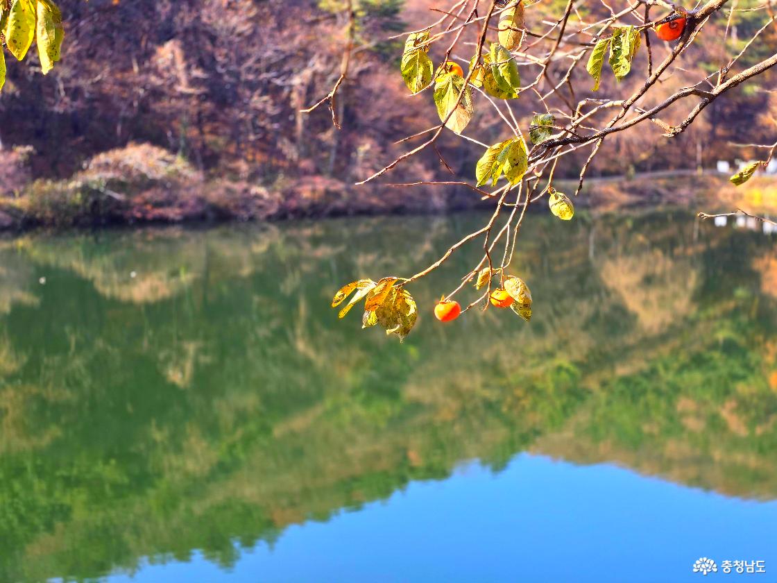고요한 저수지 수면을 배경으로, 가지 끝에 달린 주황빛 감과 노랗게 바랜 잎들이 가까이 보인다. 뒤쪽에는 흐릿하게 가을빛 산자락이 물에 비쳐 있고, 전체적으로 따뜻하고 조용한 가을 분위기가 느껴진다.
