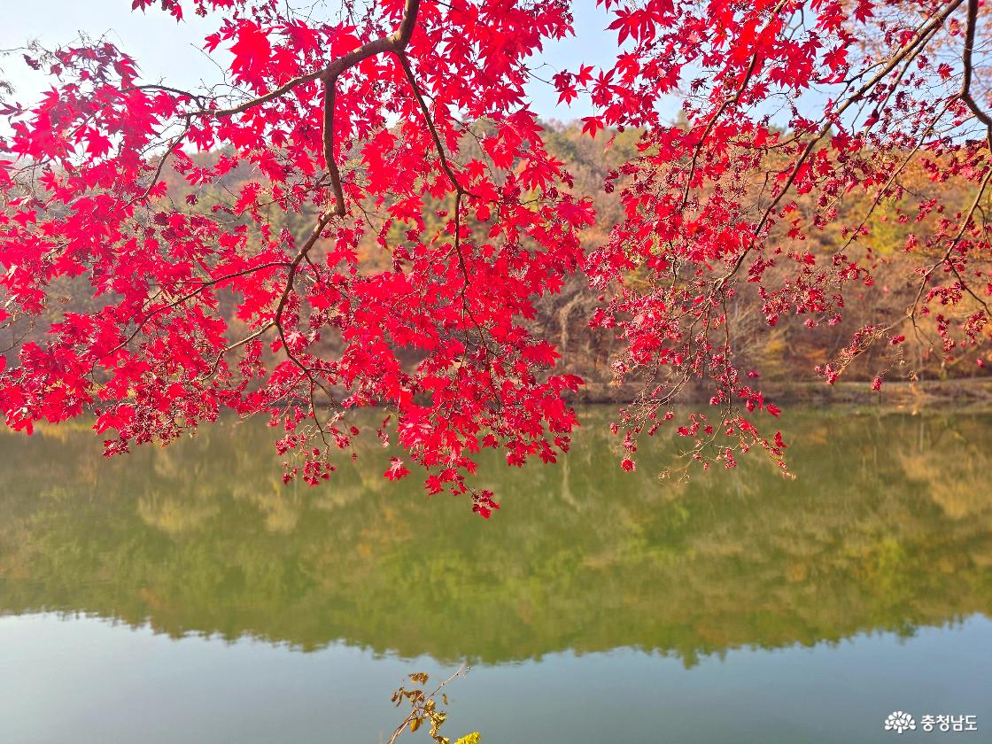 강렬한 붉은 단풍잎이 가지 가득 드리워져 저수지 위를 덮고 있다. 아래쪽 수면에는 흐릿하게 산자락의 가을빛이 비치고, 배경은 고요한 호수와 부드러운 가을 산 풍경으로 채워져 있다. 붉은 단풍이 화면을 가득 채워 선명하게 대비되는 모습이 인상적이다