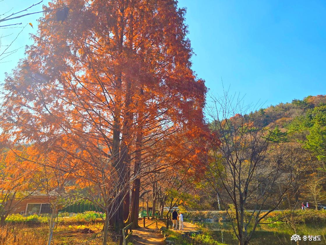 가을빛으로 붉게 물든 큰 메타세쿼이아 나무가 햇살을 받아 밝게 빛나고 있다. 나무 아래길에는 두 사람이 천천히 걸으며 산책을 즐기고, 배경에는 가을 산자락이 부드럽게 펼쳐져 있다. 오른쪽 저수지 너머로 고요한 물빛이 보이며, 전체적으로 따뜻하고 평온한 가을 풍경이다.