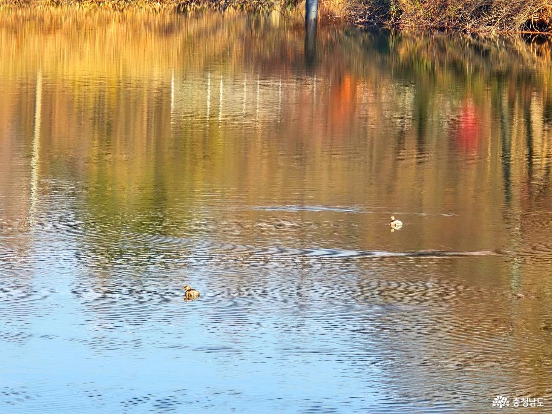 고요한 저수지 수면 위로 두 마리의 오리가 천천히 떠다니고 있다. 물 위에는 가을빛이 번진 산과 나무들의 색감이 부드럽게 반사되어, 전체적으로 잔잔하고 평화로운 분위기가 느껴진다.