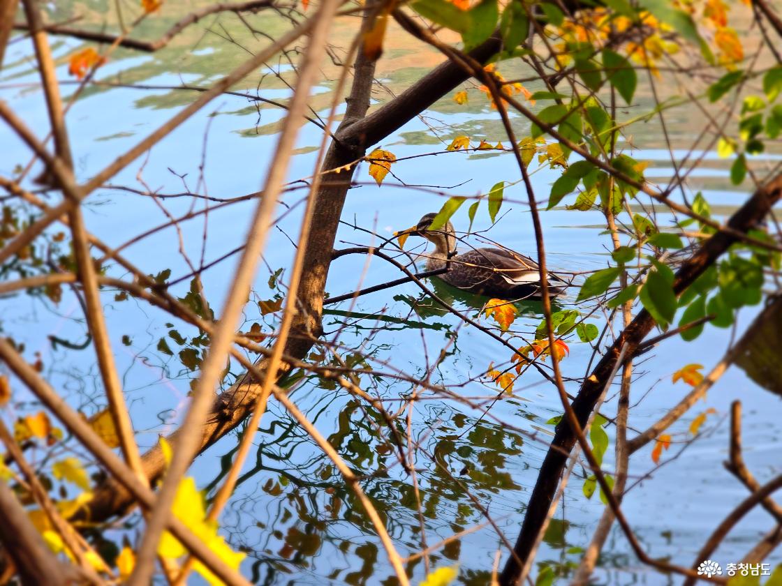 저수지 가장자리에서 나뭇가지 사이로 작은 오리 한 마리가 조용히 물 위에 떠 있다. 주변에는 가을빛이 남은 초록&middot;노란 잎들이 가지에 드문드문 달려 있고, 잔잔한 물결 위로 나뭇가지와 잎사귀 그림자가 비치며 고요한 분위기를 만든다