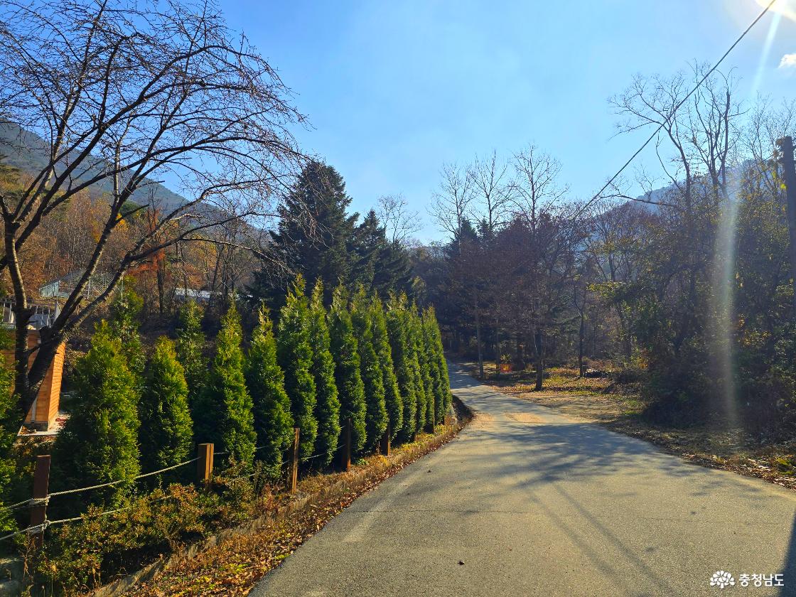 가을 햇살이 비치는 시골길이 부드럽게 이어지고, 길 왼쪽에는 키 큰 초록 나무들이 줄지어 서 있다. 오른쪽과 뒤쪽으로는 잎이 거의 떨어진 나무들과 산자락이 보이며, 전체적으로 고요하고 따뜻한 가을 풍경이 펼쳐져 있다.