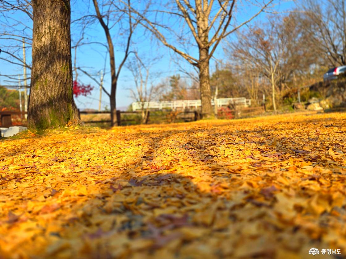 바닥 가득 노란 은행잎 낙엽이 깔려 있고, 가을 햇살이 비쳐 따뜻하게 빛나고 있다. 주변에는 잎이 대부분 떨어진 나무들이 서 있으며, 멀리 산책로와 난간이 흐릿하게 보인다. 전체적으로 부드럽고 포근한 가을 풍경이다
