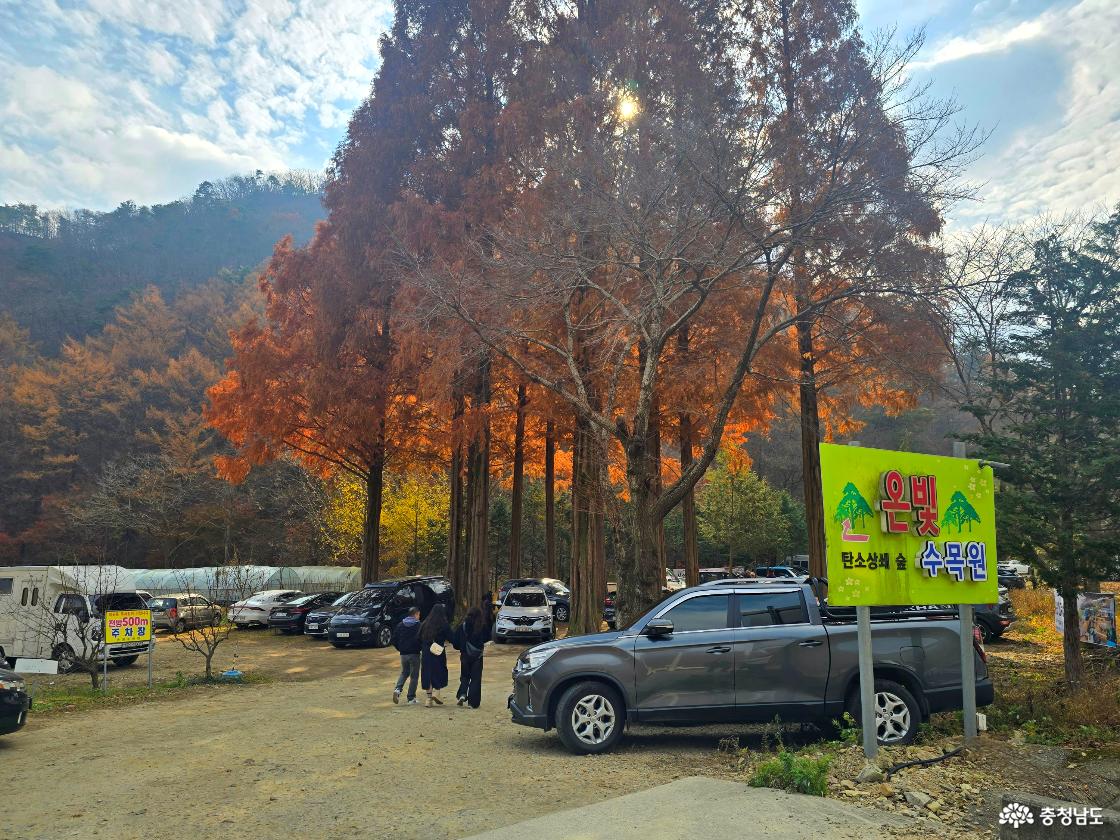가을빛 메타세쿼이아 나무들이 줄지어 서 있는 숲 앞에 주차된 차량들과 사람들의 모습이 보인다. 붉게 물든 나무 사이로 햇살이 비치며 따뜻한 분위기를 만들고, 오른쪽에는 ‘온빛 수목원’이라는 노란 안내판이 서 있다. 뒤로는 산자락이 펼쳐진 자연 풍경이다.