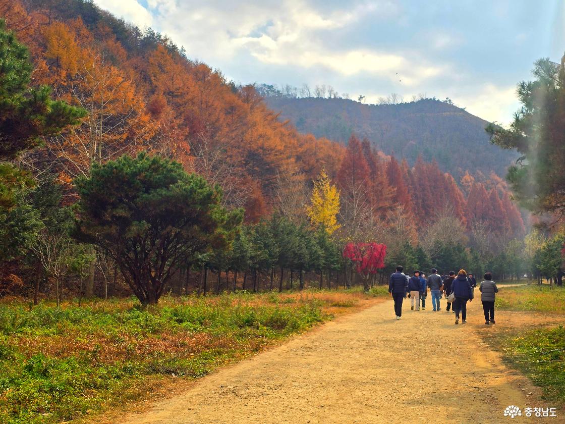 넓은 흙길 산책로를 따라 여러 사람이 가을 풍경을 즐기며 걸어가고 있다. 길 양옆에는 초록 소나무와 붉고 노란 단풍나무가 어우러져 있고, 뒤쪽으로는 가을빛으로 물든 산자락이 부드럽게 펼쳐져 있다. 전체적으로 따뜻하고 여유로운 가을 산책 분위기가 느껴진다.