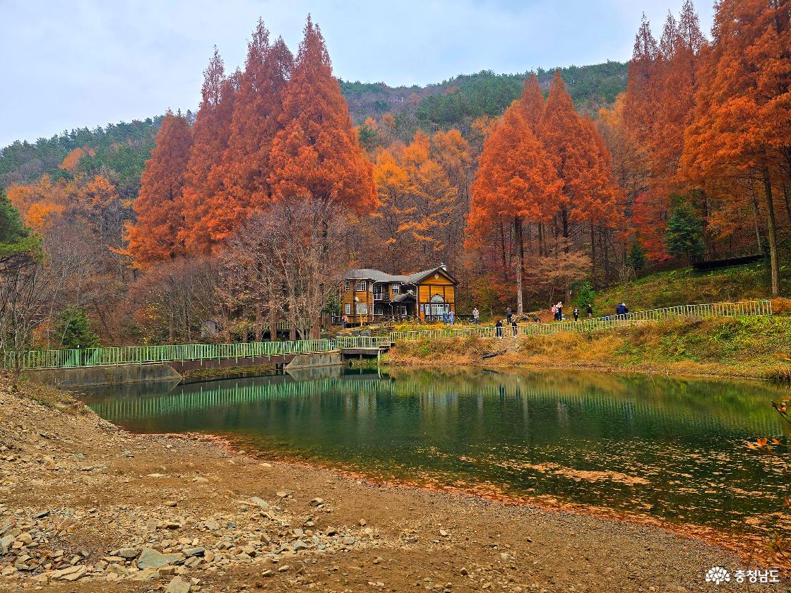 고요한 산속 작은 연못을 중심으로, 수면 위에 붉게 물든 메타세쿼이아 숲이 또렷하게 반사되고 있다. 연못 뒤편으로는 단풍이 절정에 이른 큰 나무들이 줄지어 서 있으며, 가운데에는 목조와 회색톤이 어우러진 2층 집이 자리한다. 집 주변과 산책로에는 가을 풍경을 즐기며 걷는 사람들의 모습이 보이고, 전체적으로 따뜻하고 고즈넉한 가을 산속 풍경이 펼쳐져 있다.