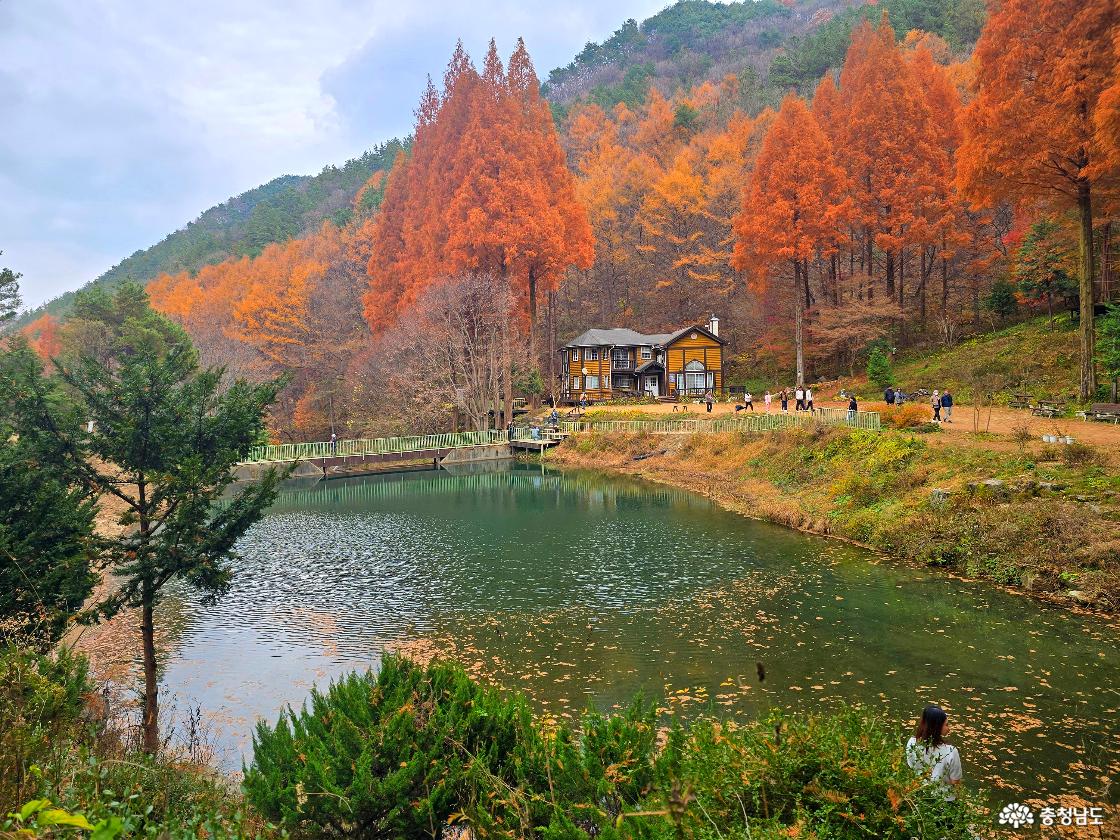 호숫가 앞에서 가을 산책을 즐기는 모습과 뒤로 펼쳐진 메타세쿼이아 단풍 숲이 인상적인 온빛자연휴양림.