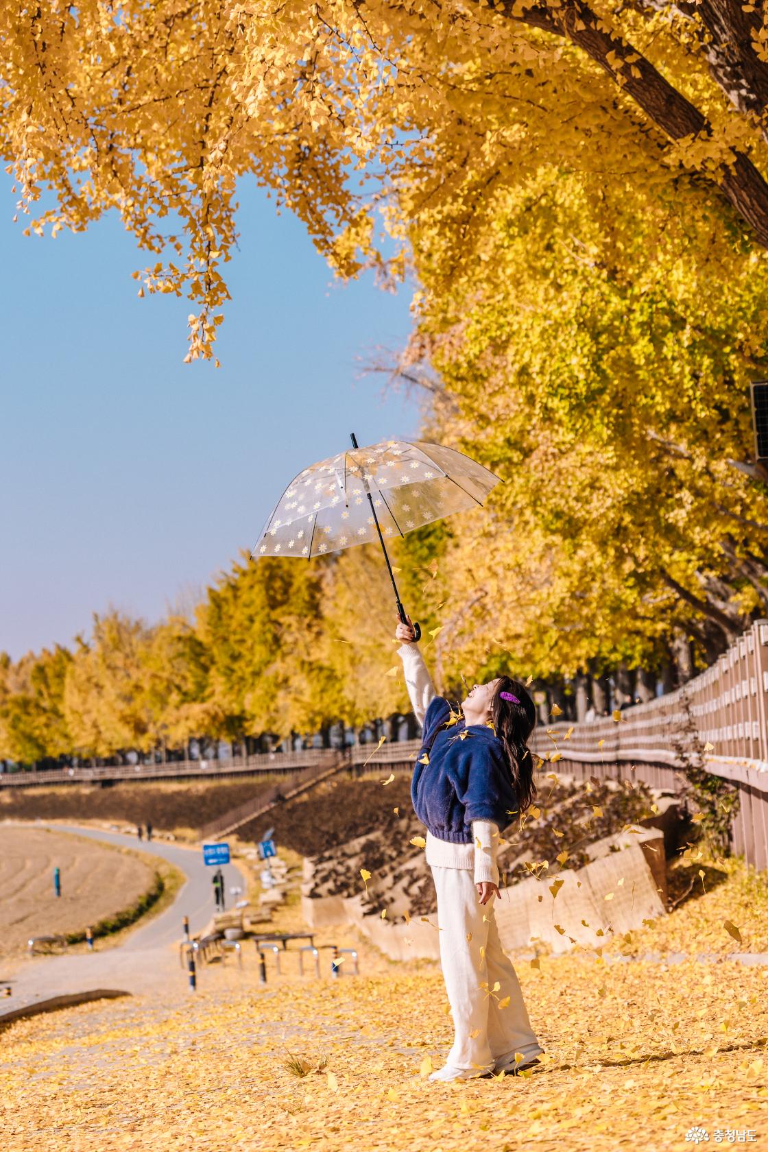은행나무 우산샷