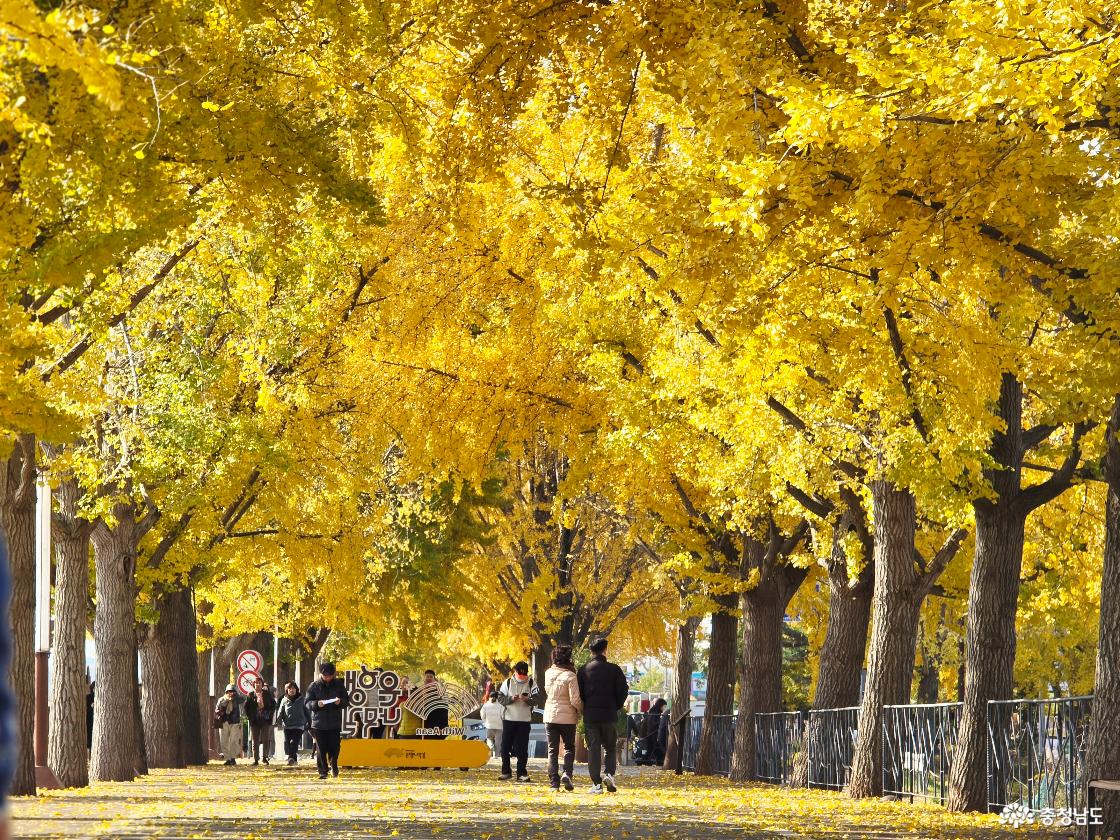 곡교천을 찾은 많은 방문객들
