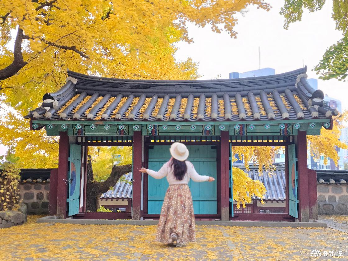 은행나무가 멋드러지게 핀 서산향교