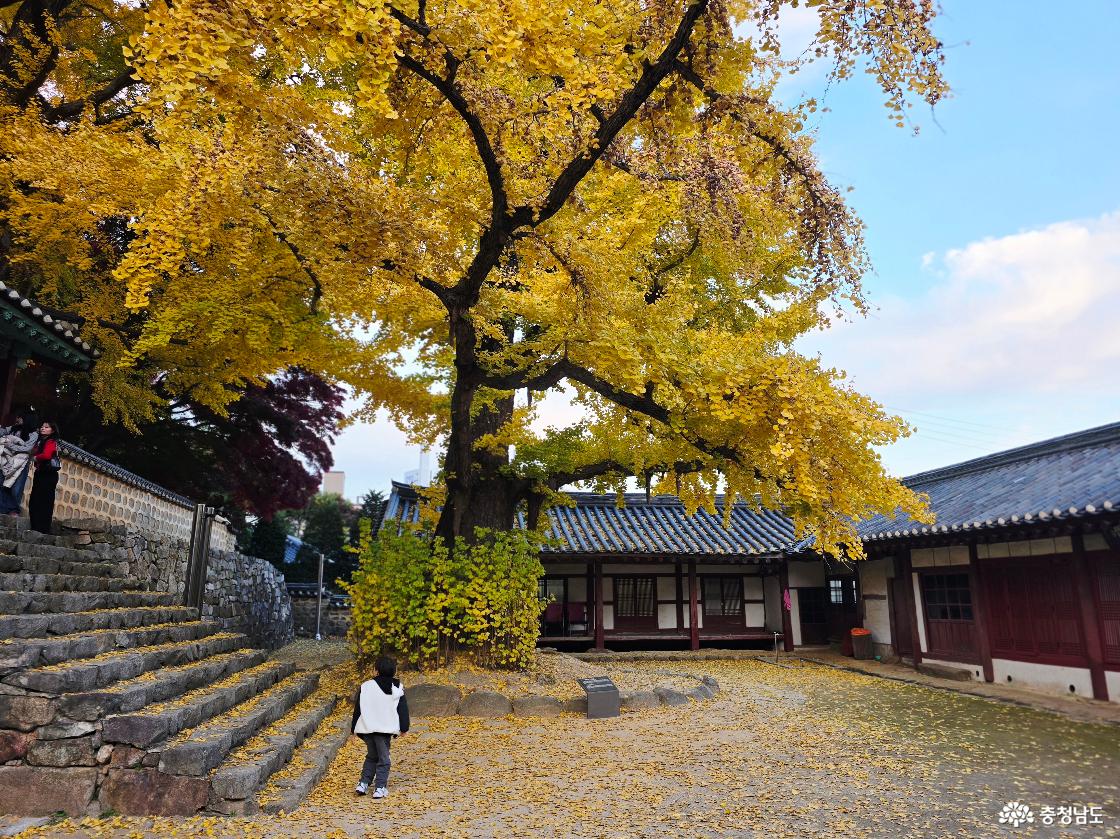 서산향교의 아름다운 은행나무