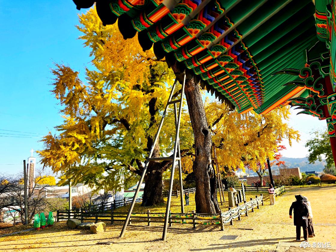 면천읍성 은행나무