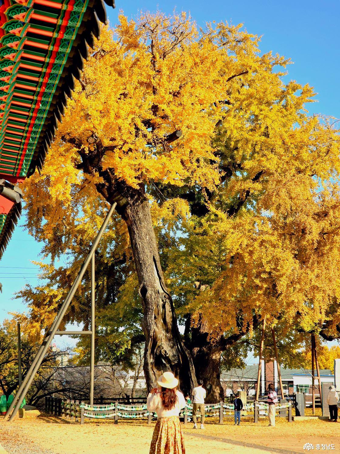 객사 옆 은행나무