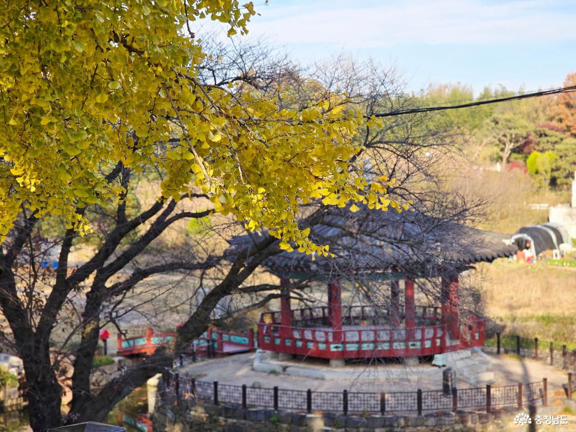 1100살 은행나무 옆 군자정