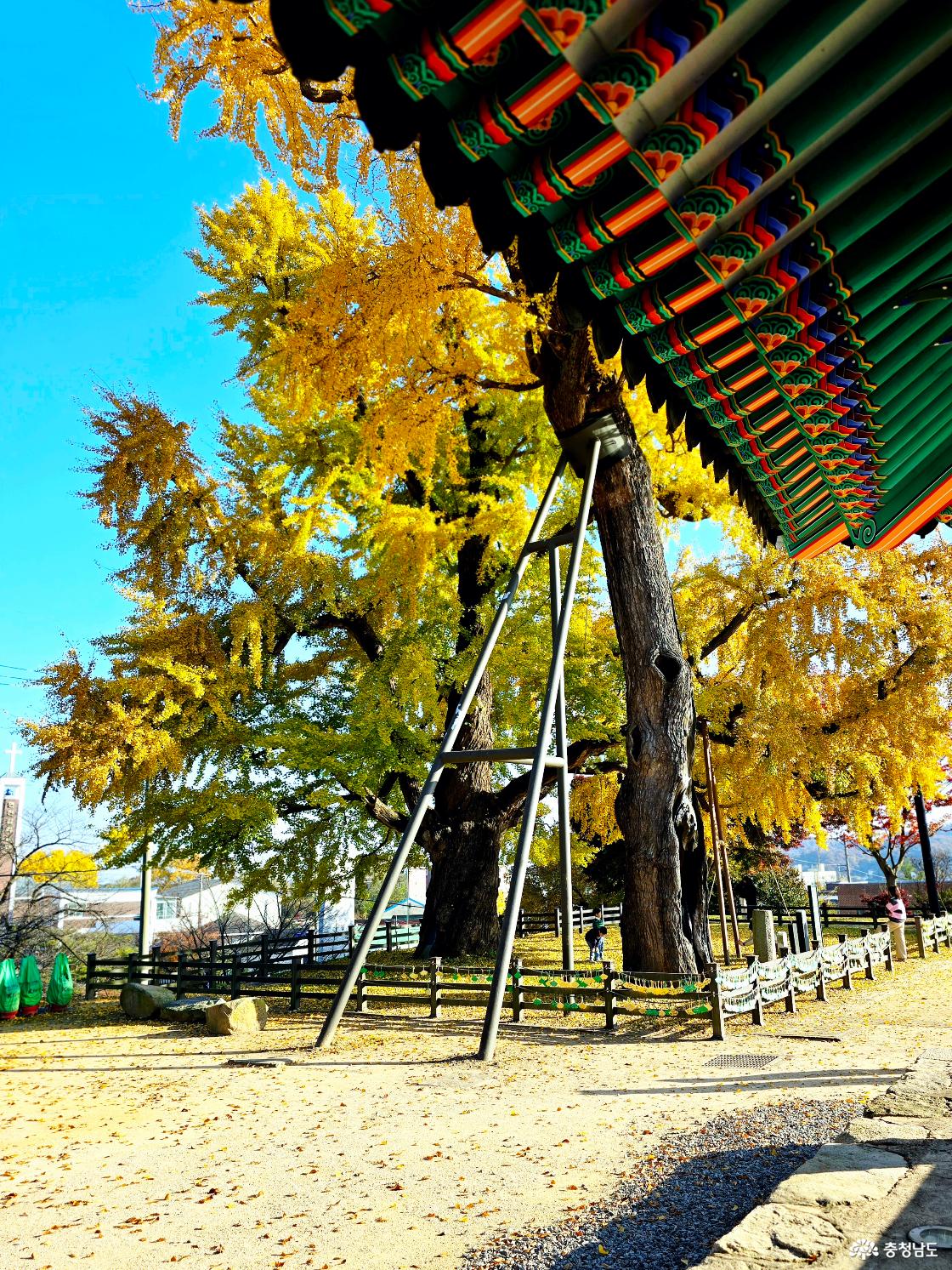 객사와 은행나무