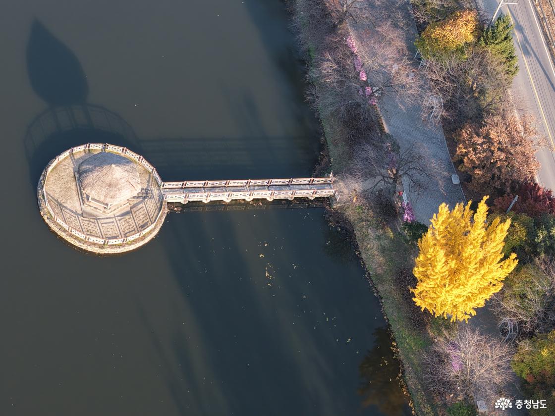 골정지 은행나무