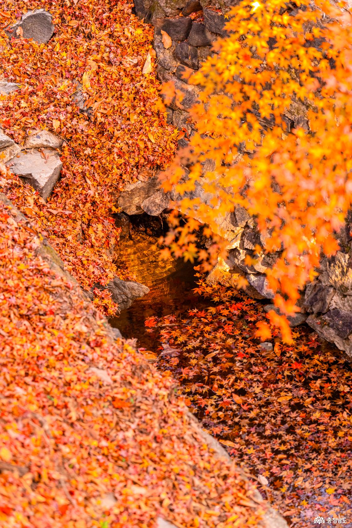 향천사 단풍 가장 늦은 가을을 느껴보세요
