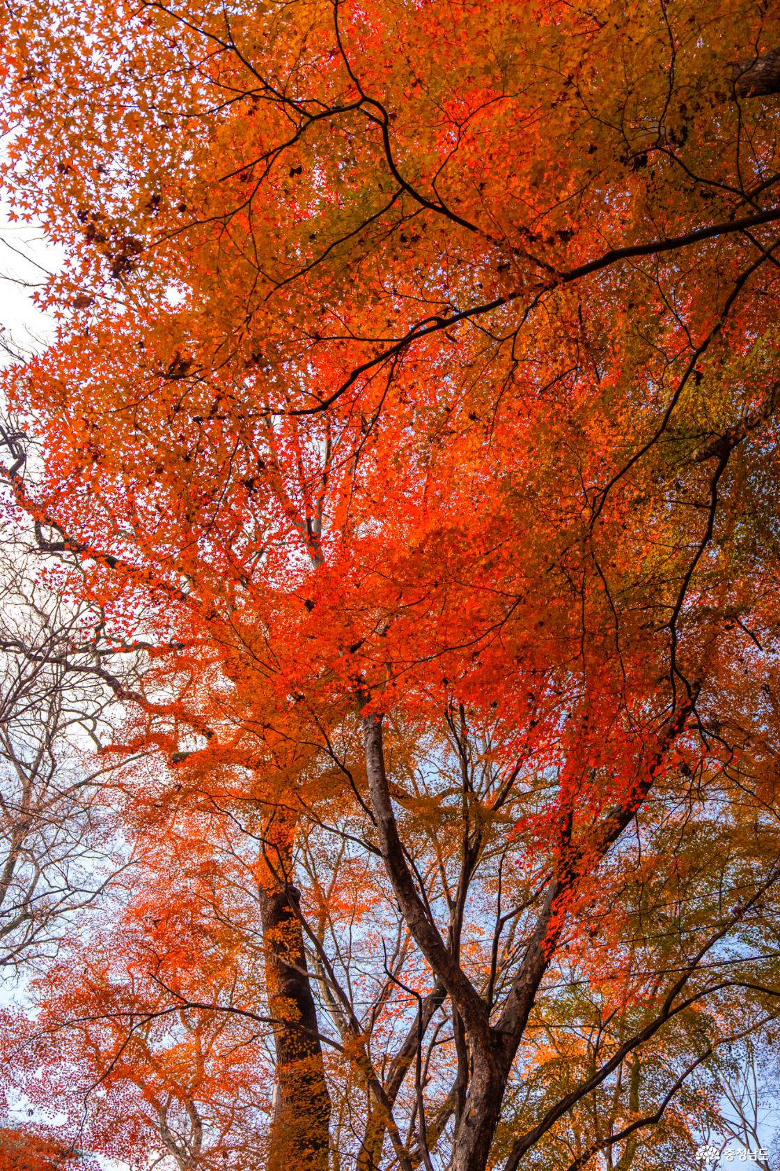 향천사 단풍 가장 늦은 가을을 느껴보세요