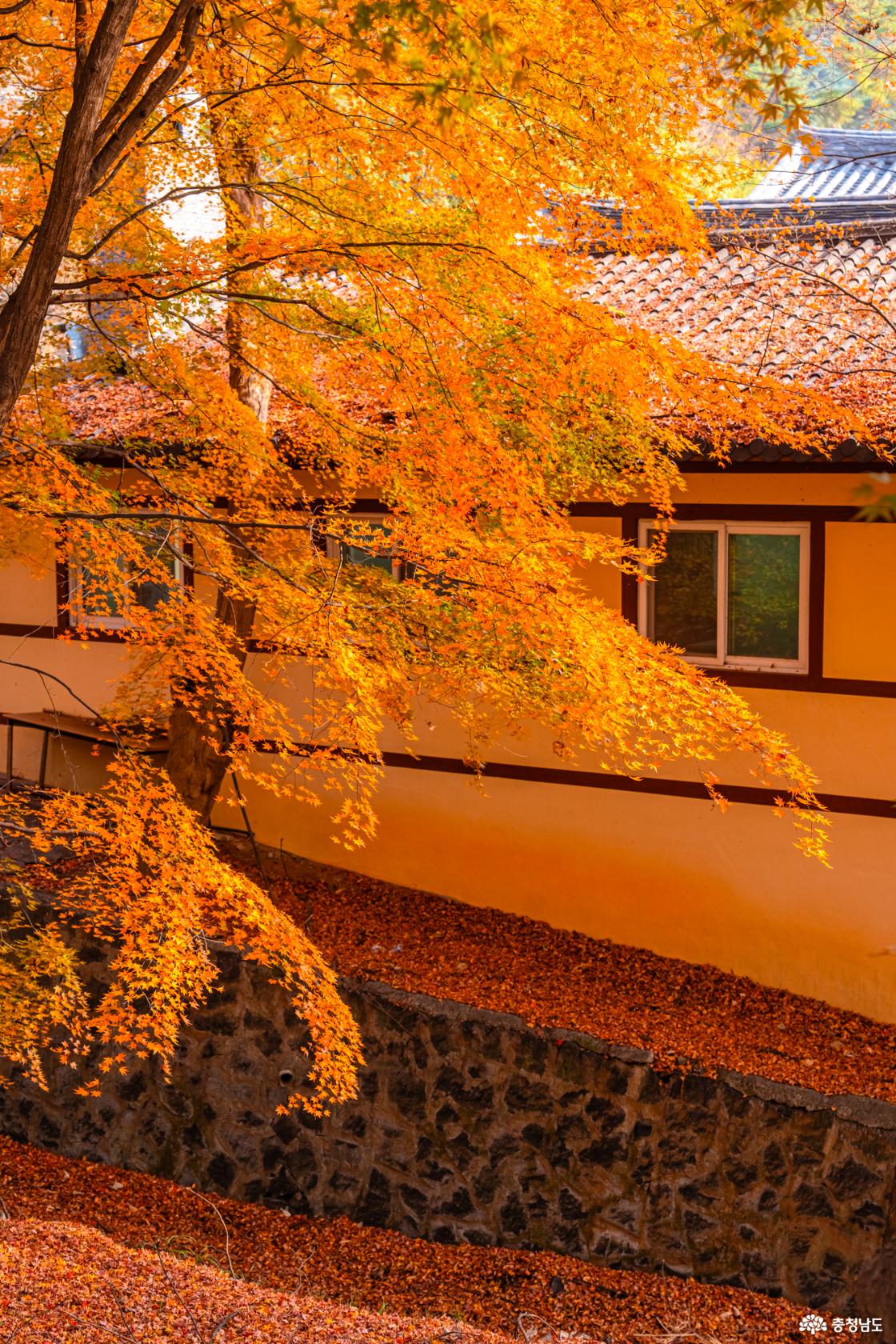 향천사 단풍 가장 늦은 가을을 느껴보세요