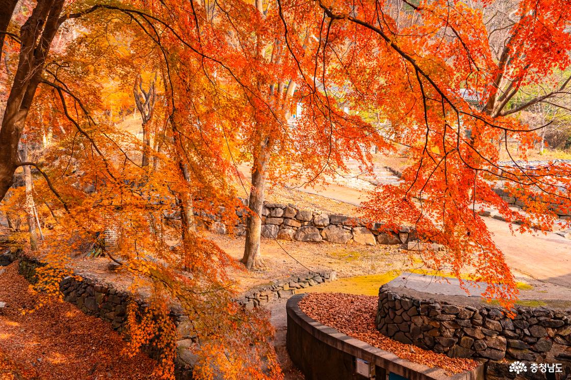 향천사 단풍 가장 늦은 가을을 느껴보세요