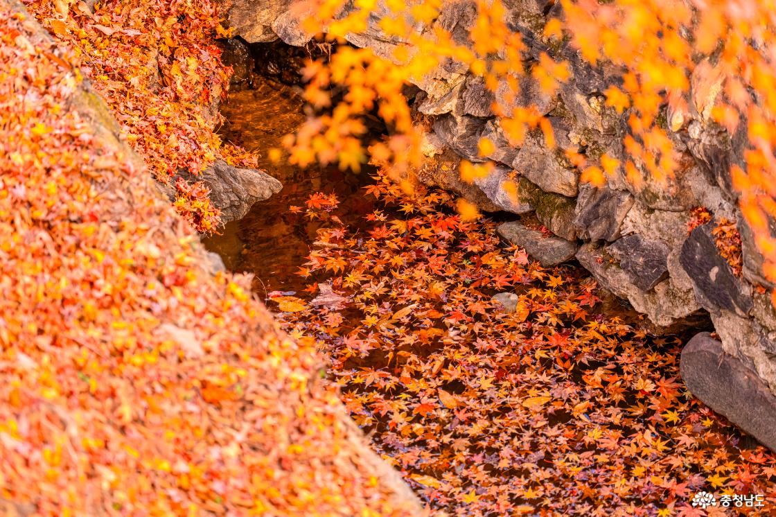 향천사 단풍 가장 늦은 가을을 느껴보세요