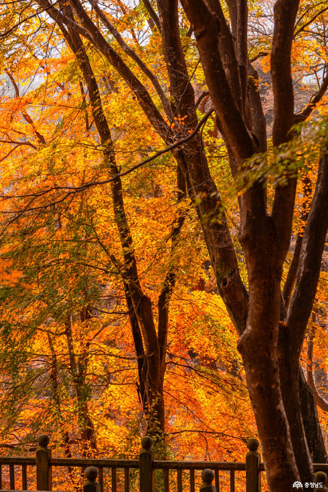 향천사 단풍 가장 늦은 가을을 느껴보세요