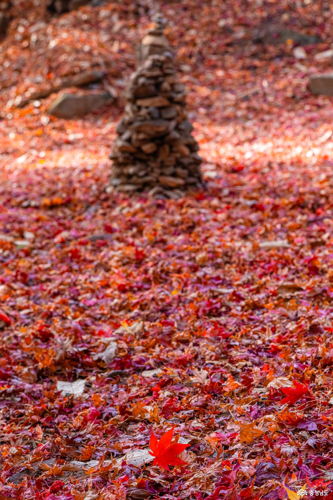 향천사 단풍 가장 늦은 가을을 느껴보세요