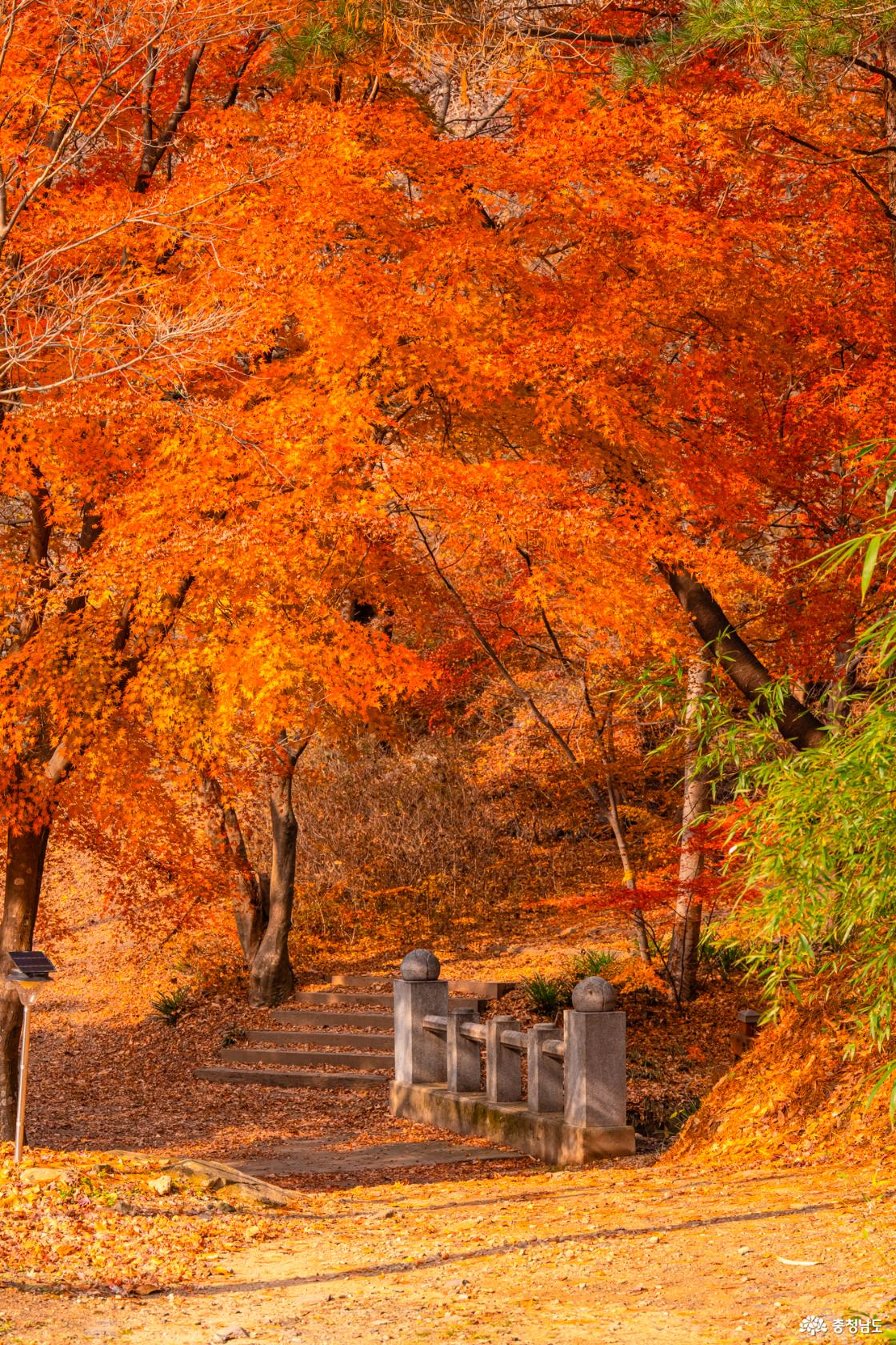 향천사 단풍 가장 늦은 가을을 느껴보세요