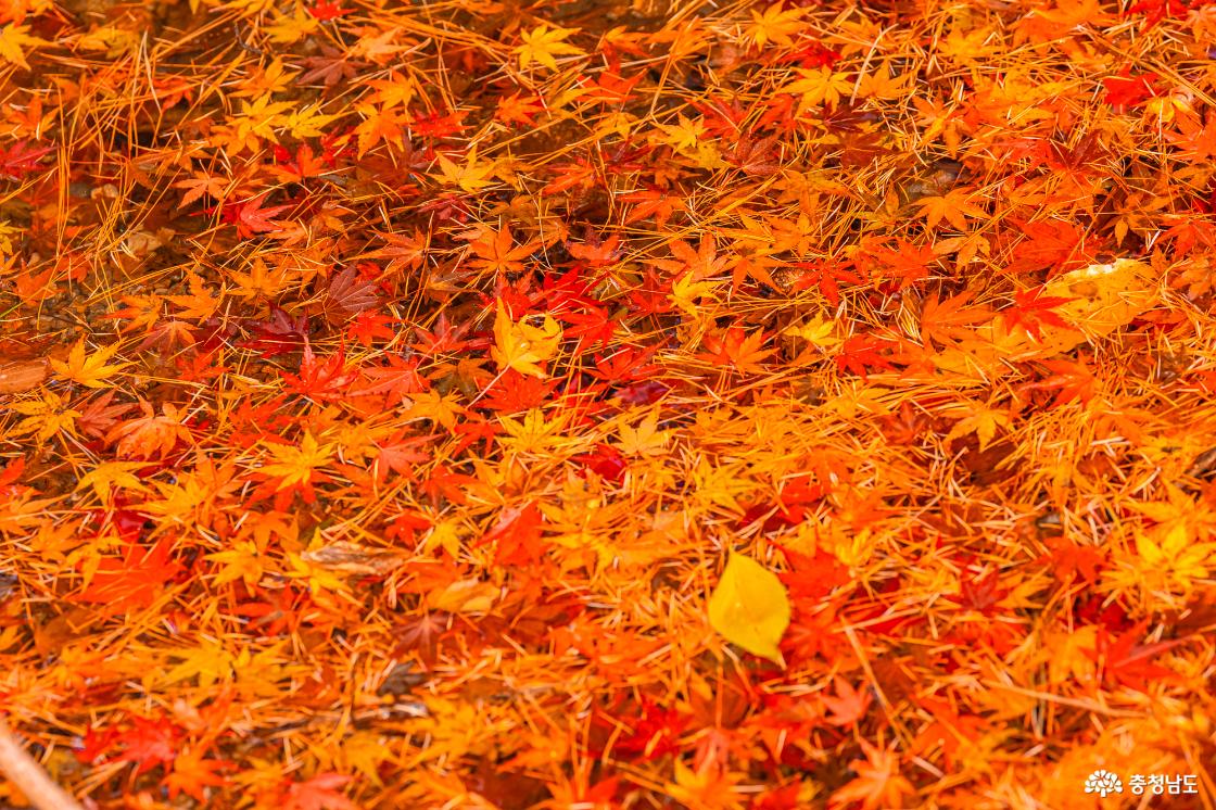 향천사 단풍 가장 늦은 가을을 느껴보세요