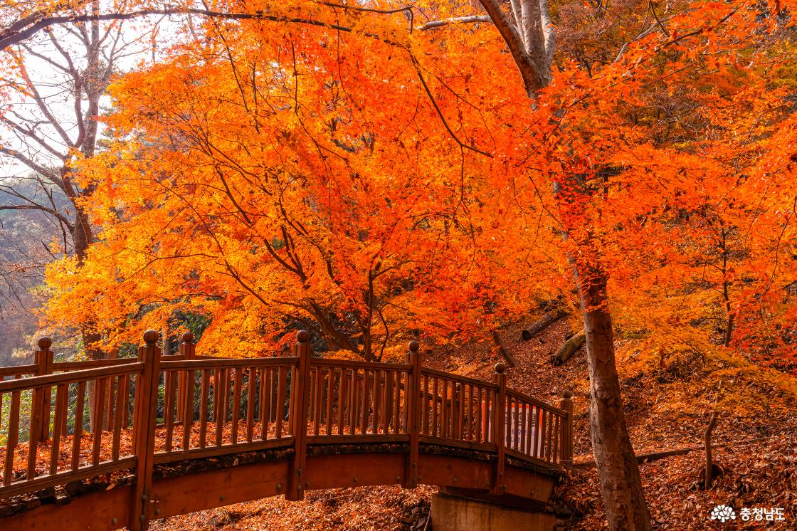 향천사 단풍 가장 늦은 가을을 느껴보세요