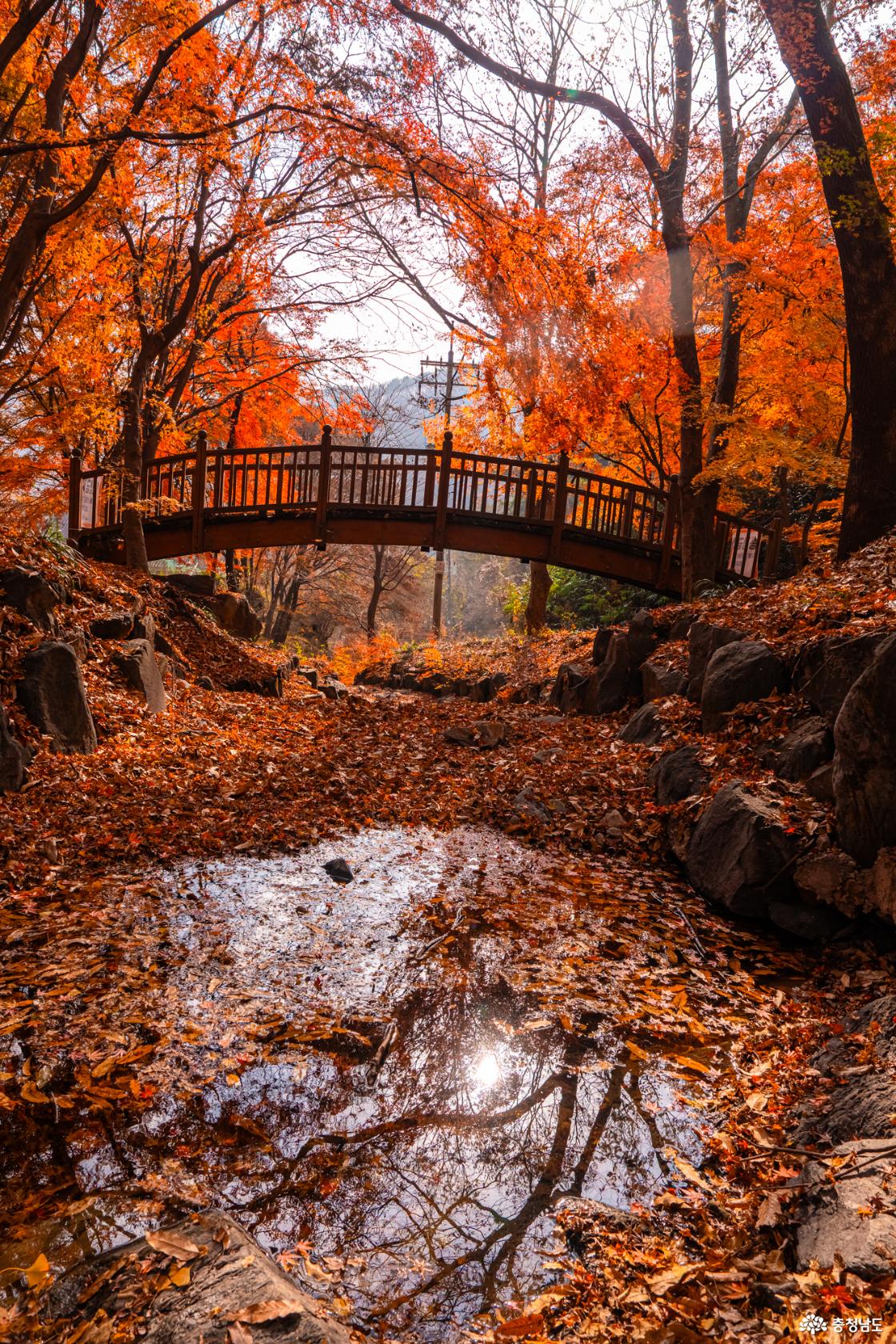 향천사 단풍 가장 늦은 가을을 느껴보세요