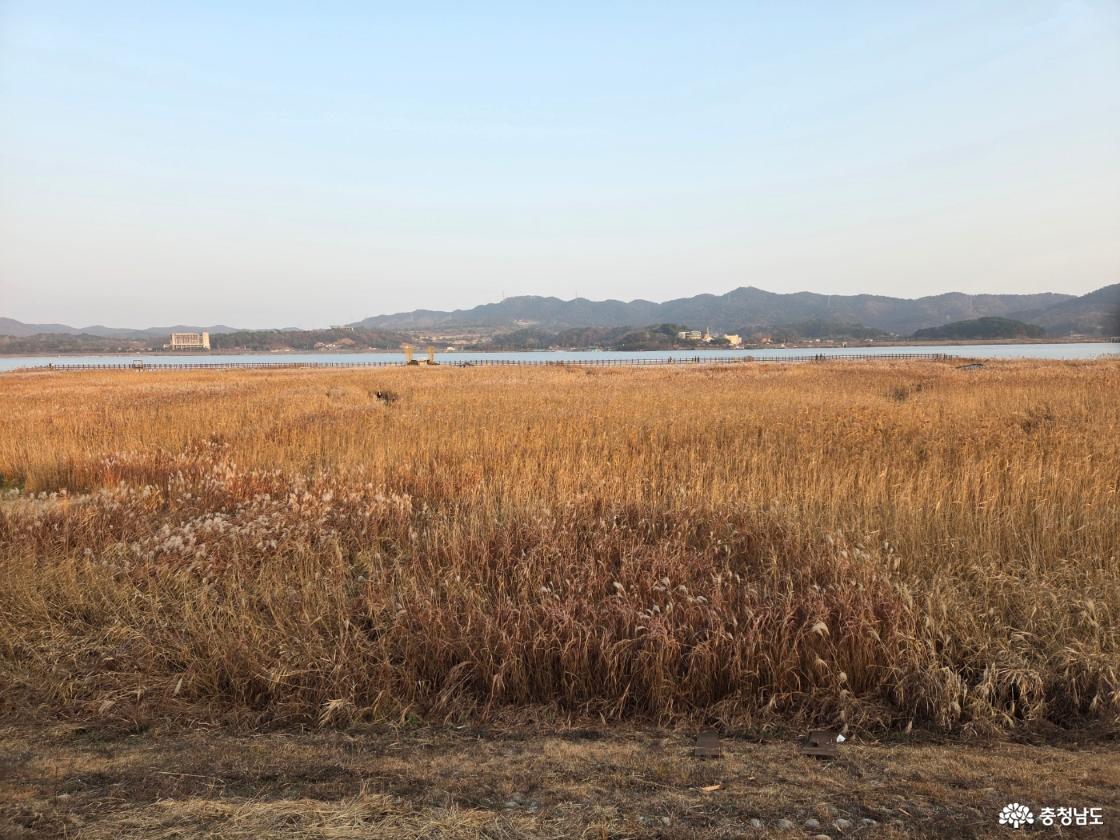신성리 갈대밭