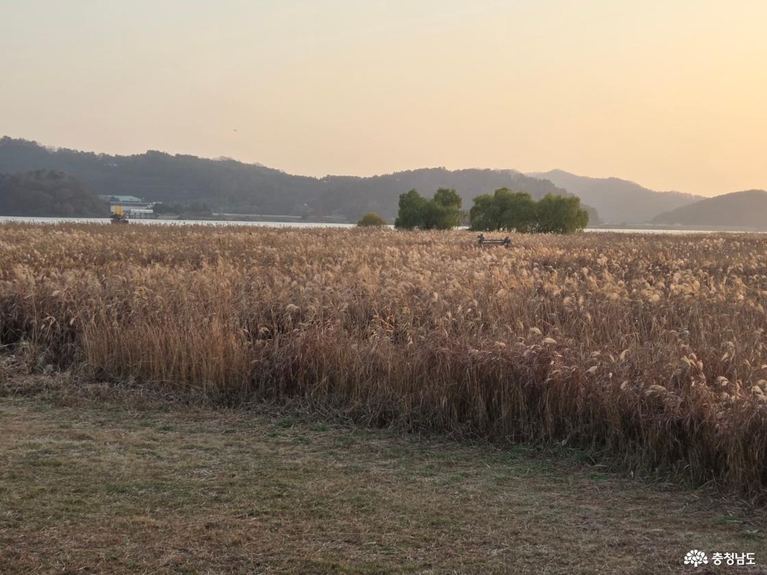 신성리 갈대밭