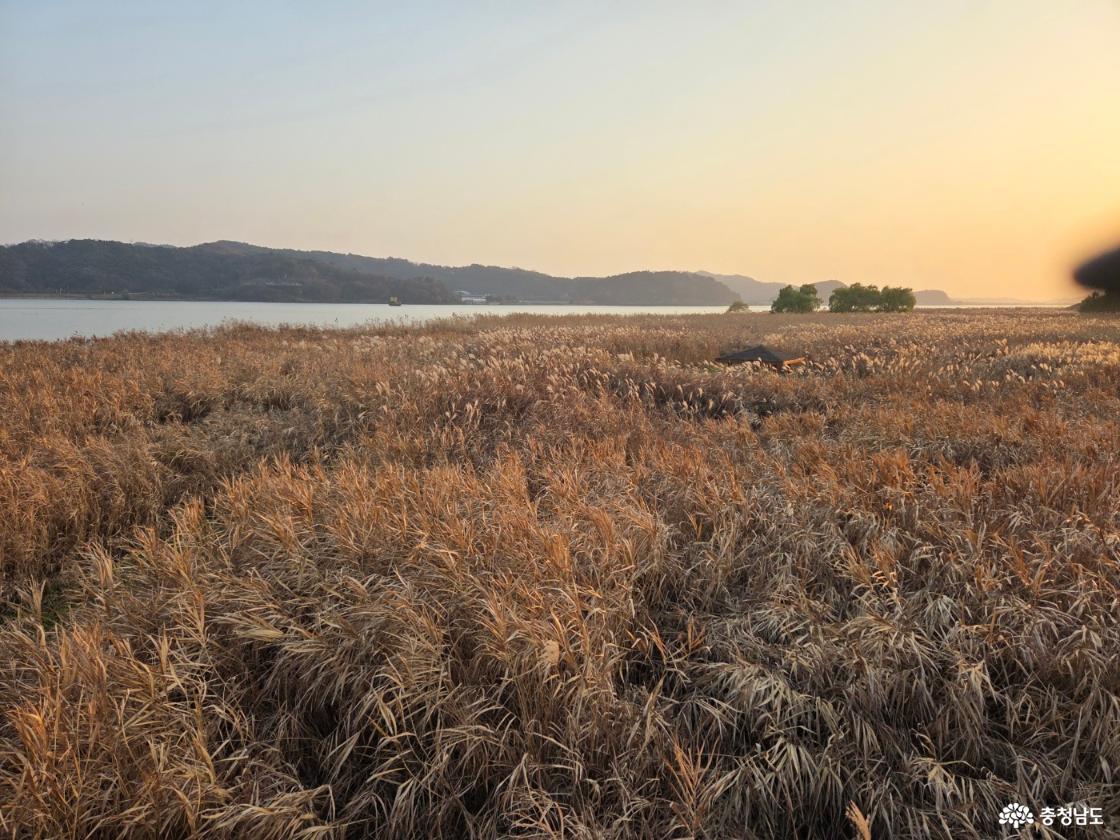 신성리 갈대밭