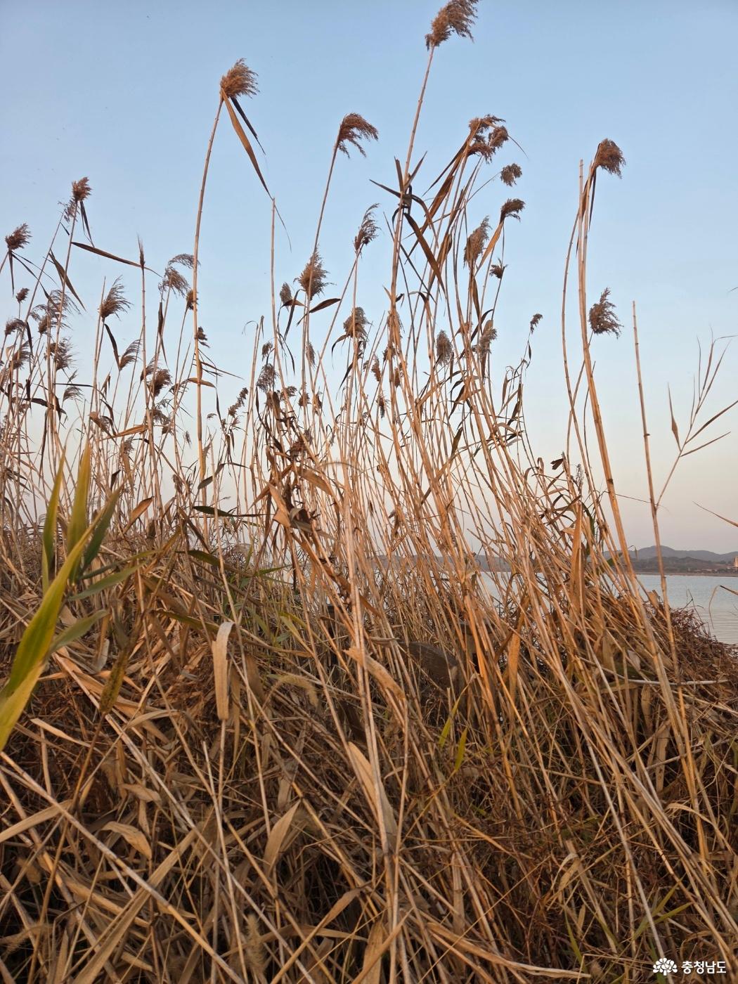 신성리 갈대밭
