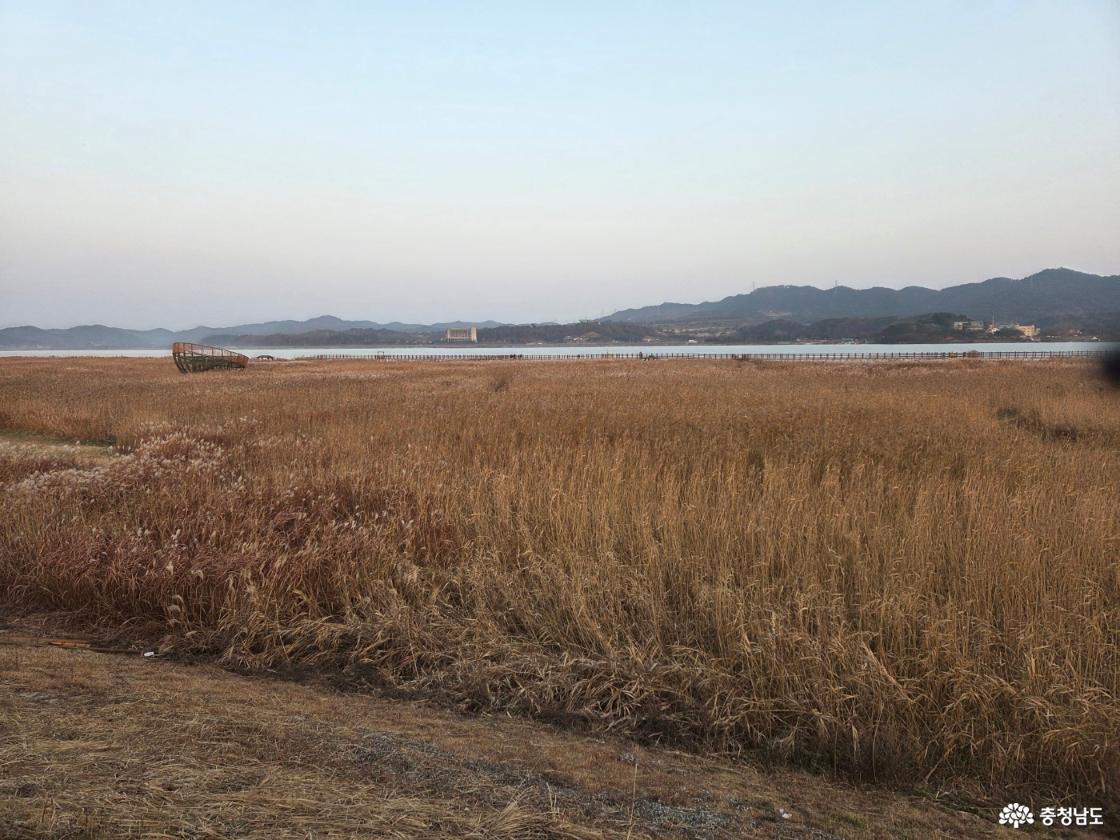 신성리 갈대밭
