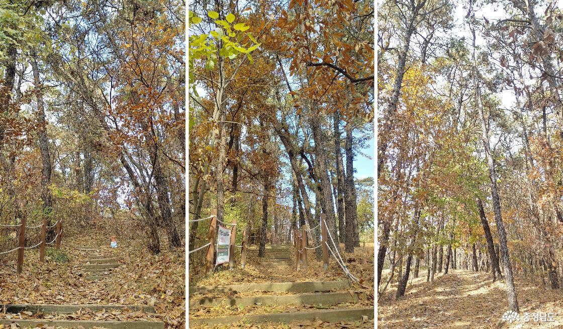 생태 숲 계단을 오르며 시작되는 산책길
