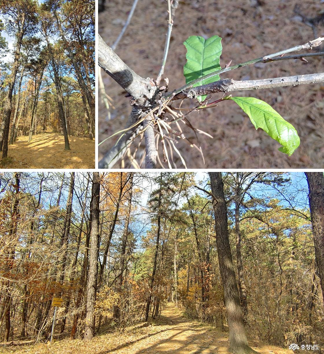 리기다소나무 숲길