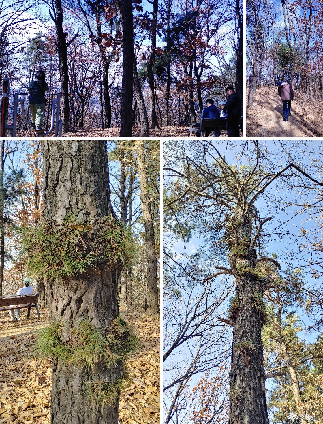 쉼터에서 휴식을 취하는 사람들 / 옹이 기둥에 초록 솔잎이 새싹처럼 돋아있는 니기다소나무.