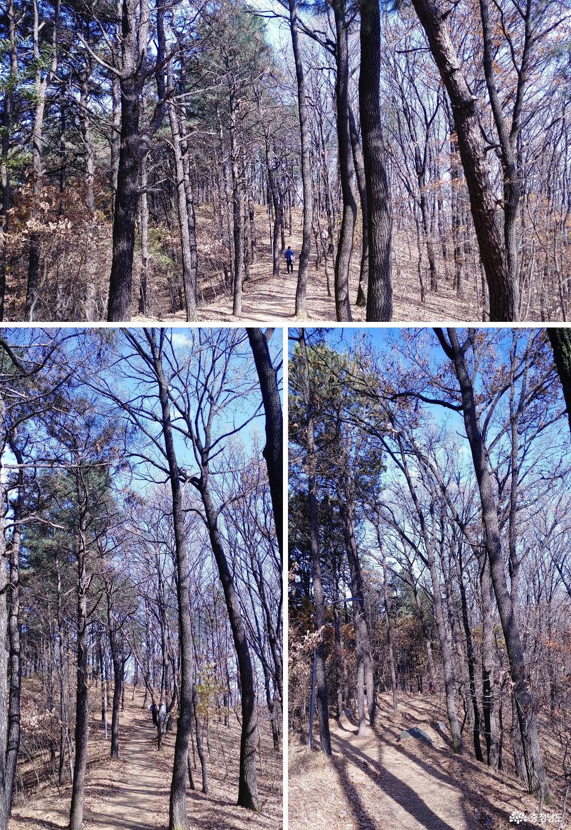 쉼터에서 휴식을 취하는 사람들 / 옹이 기둥에 초록 솔잎이 새싹처럼 돋아있는 니기다소나무.