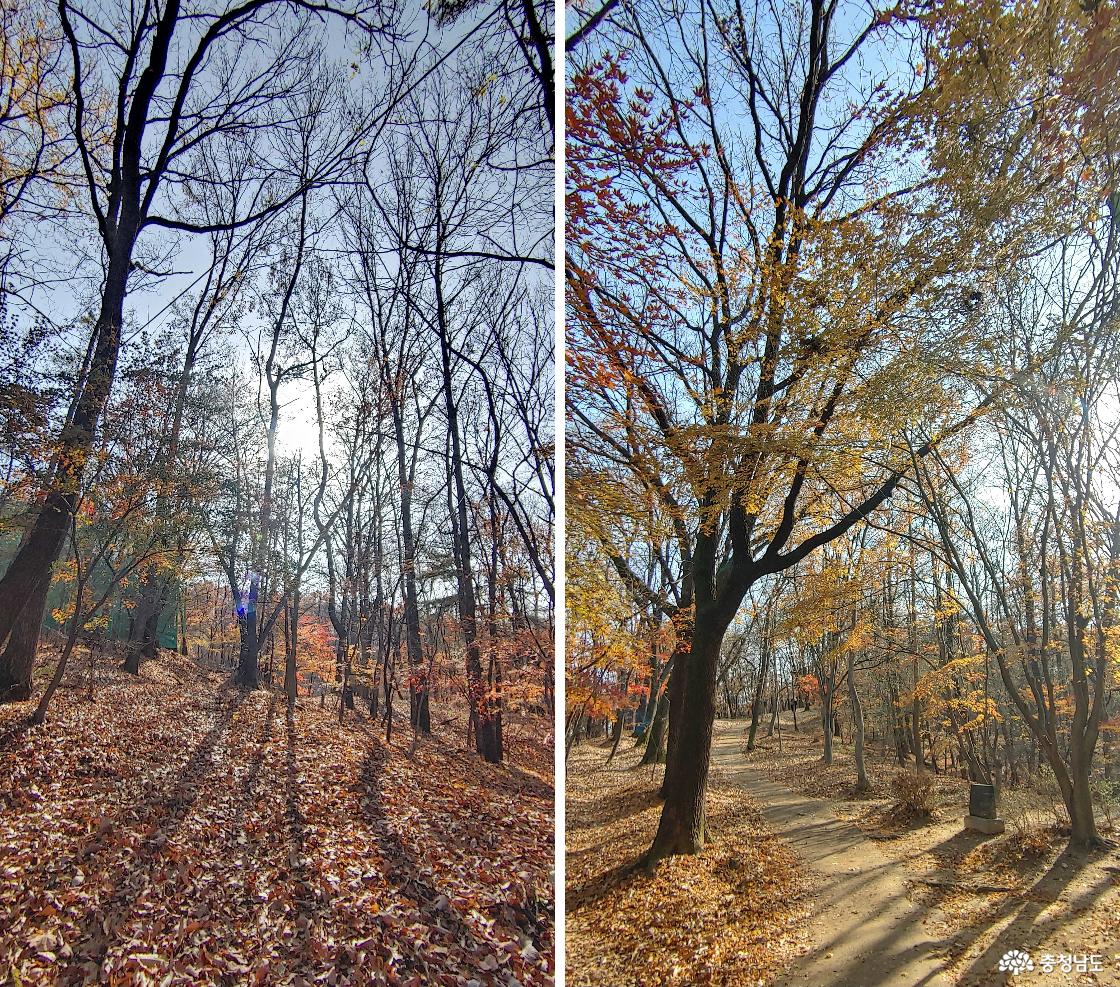 봉서산 숲에 쌓인 낙엽 / 생태 산책길