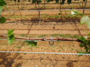 미발아(마디에 신초 발아 X)