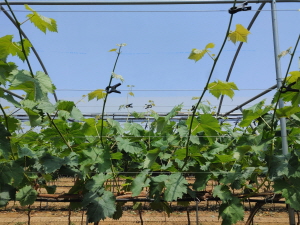 빈가지발생(신초에 꽃 없음)