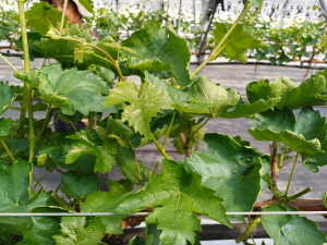 빈가지발생(신초에 꽃 없음) 2