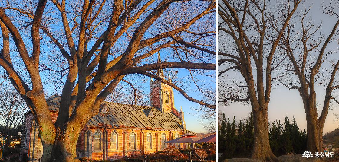 공세리성당을 지키는 보호수